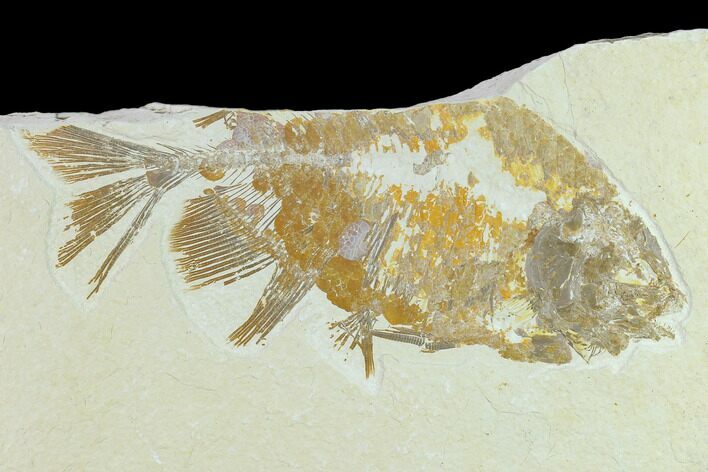 Bargain, Phareodus Fish Fossil - Uncommon Fish #131160